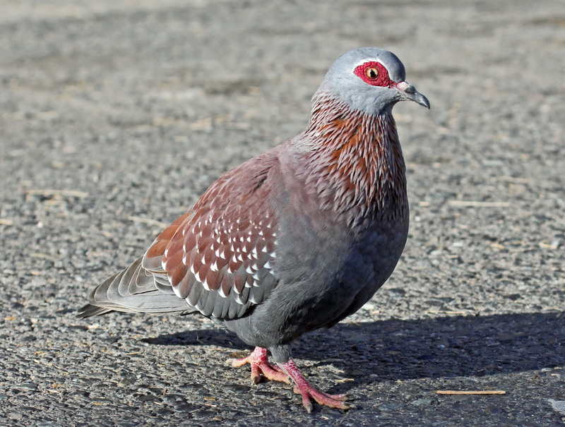 speckled pigeon, African rock pigeon (Columba guinea); DISPLAY FULL IMAGE.