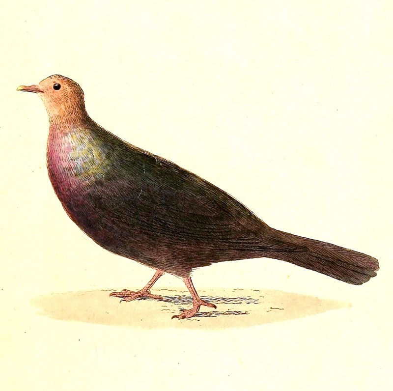 Japanese wood pigeon (Columba janthina); DISPLAY FULL IMAGE.