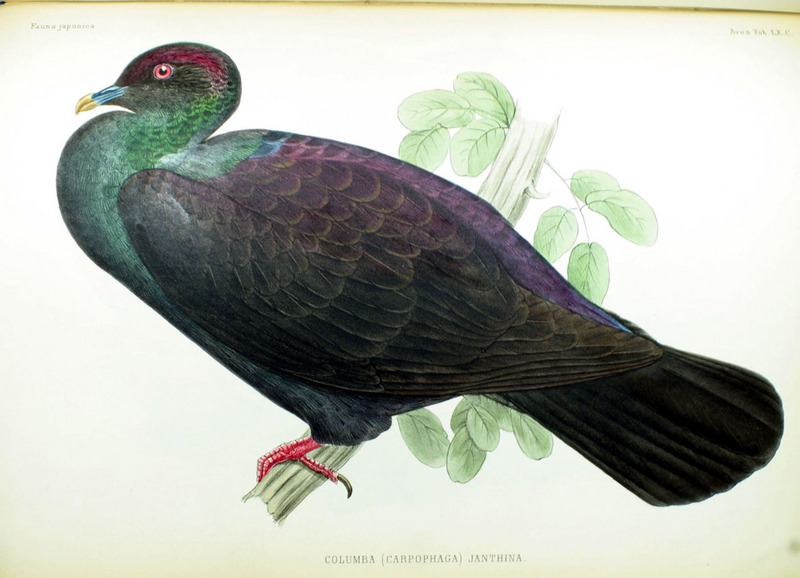 Japanese wood pigeon (Columba janthina); DISPLAY FULL IMAGE.