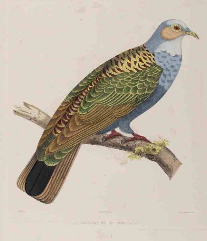 white-headed pigeon (Columba leucomela); DISPLAY FULL IMAGE.
