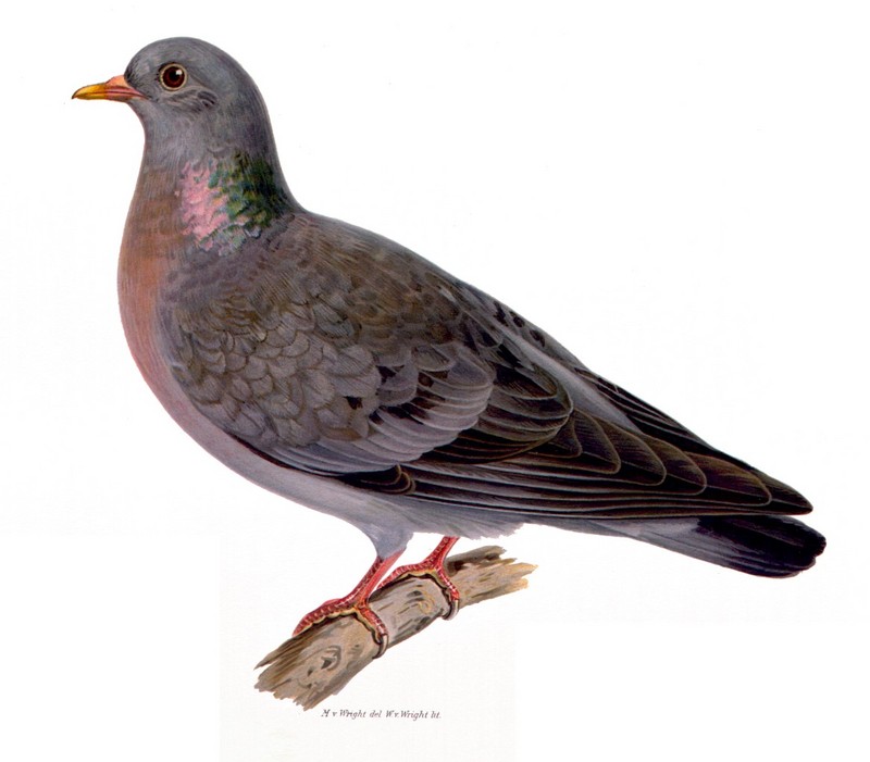 stock dove (Columba oenas); DISPLAY FULL IMAGE.