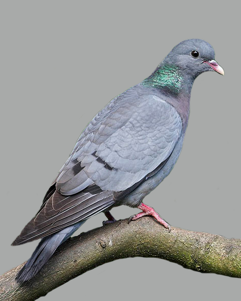 stock dove (Columba oenas); DISPLAY FULL IMAGE.