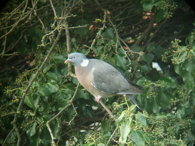 Azores wood pigeon (Columba palumbus azorica); DISPLAY FULL IMAGE.