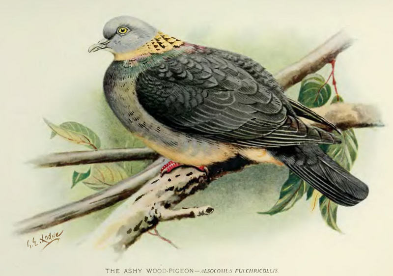 ashy wood pigeon (Columba pulchricollis); DISPLAY FULL IMAGE.