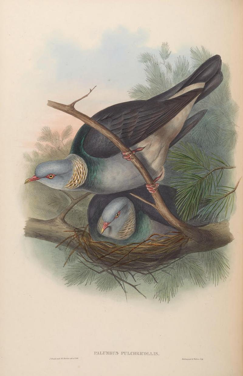 ashy wood pigeon (Columba pulchricollis); DISPLAY FULL IMAGE.