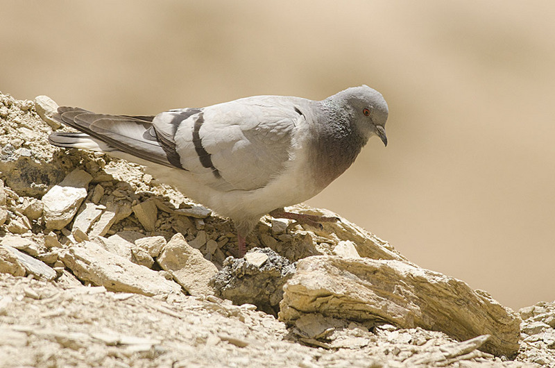 hill pigeon, eastern rock dove, Turkestan hill dove (Columba rupestris); DISPLAY FULL IMAGE.