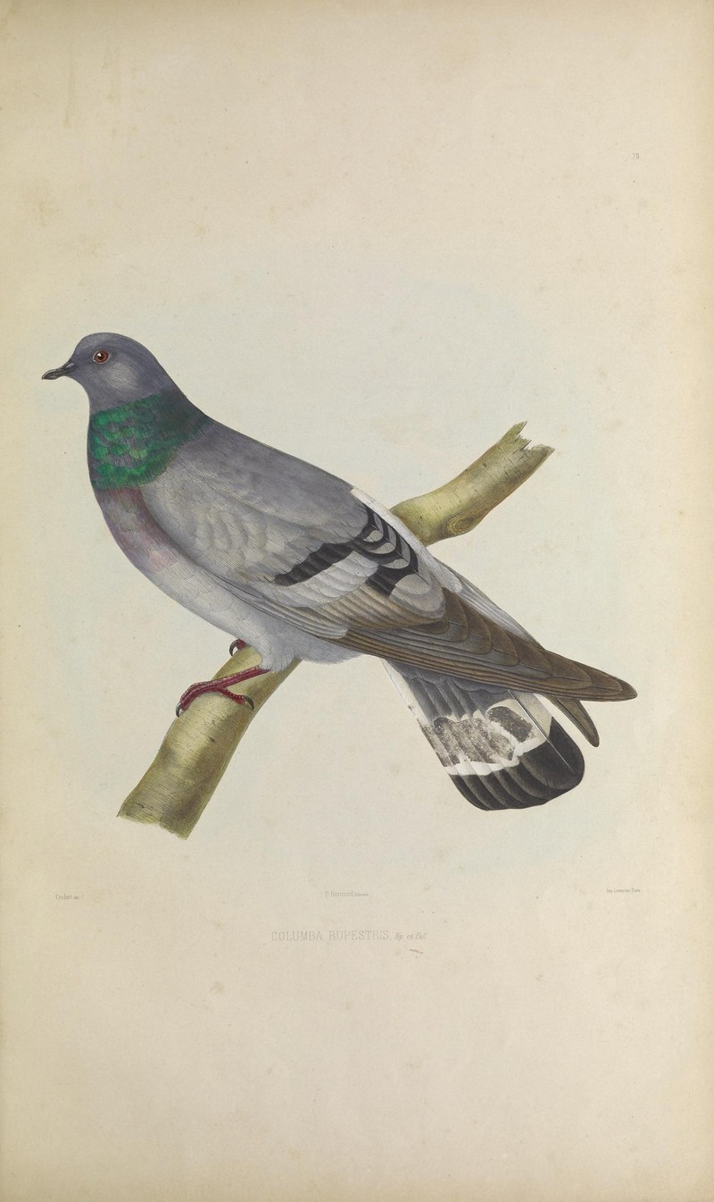 hill pigeon, eastern rock dove, Turkestan hill dove (Columba rupestris); DISPLAY FULL IMAGE.