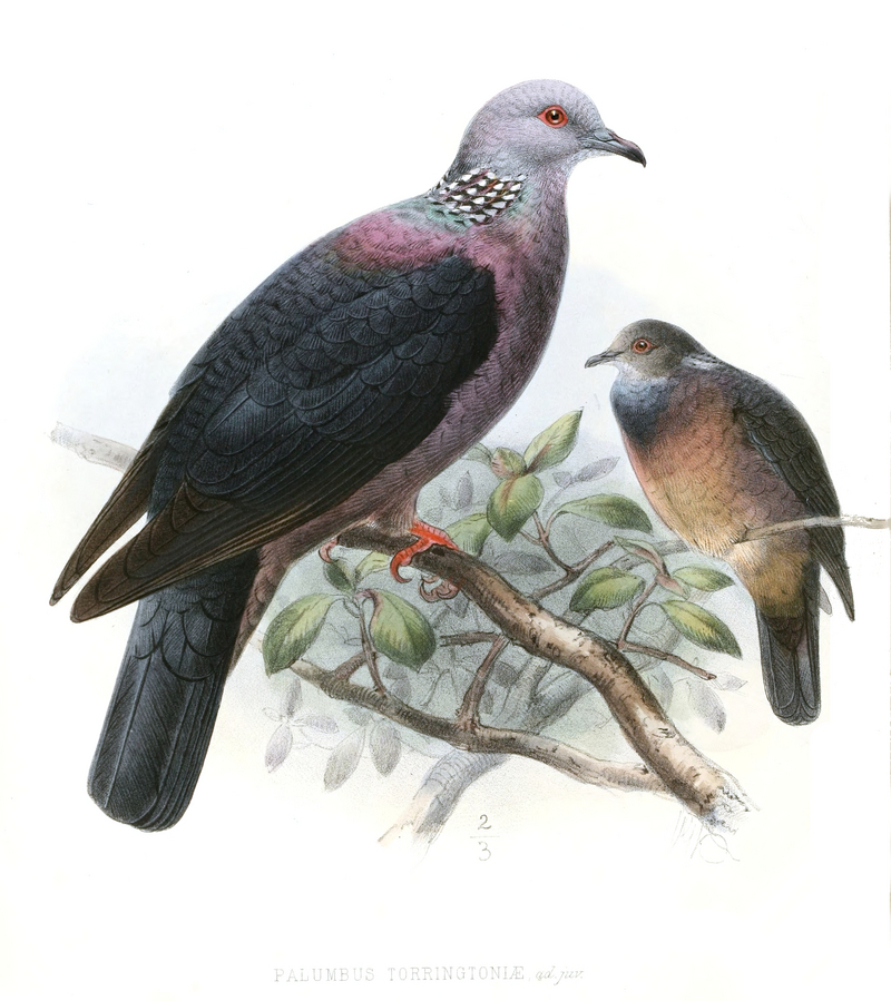 Sri Lanka wood pigeon (Columba torringtoniae); DISPLAY FULL IMAGE.