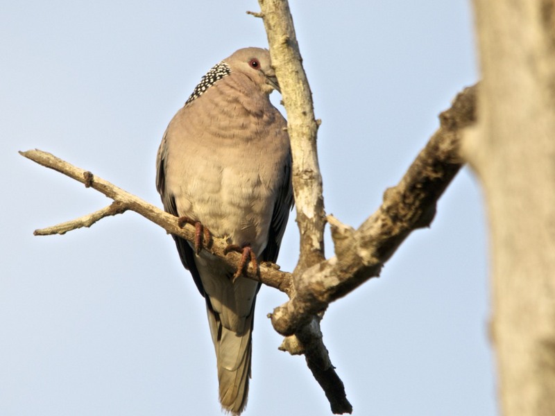 Sri Lanka wood pigeon (Columba torringtoniae); DISPLAY FULL IMAGE.