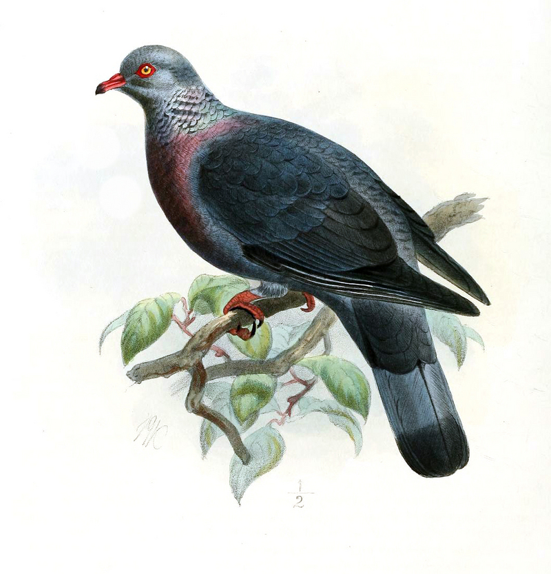 trocaz pigeon, Madeira laurel pigeon, long-toed pigeon (Columba trocaz); DISPLAY FULL IMAGE.