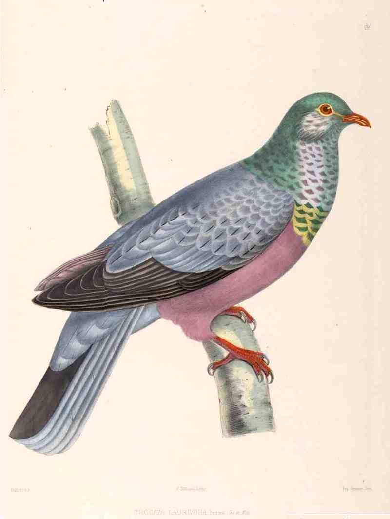 trocaz pigeon, Madeira laurel pigeon, long-toed pigeon (Columba trocaz); DISPLAY FULL IMAGE.