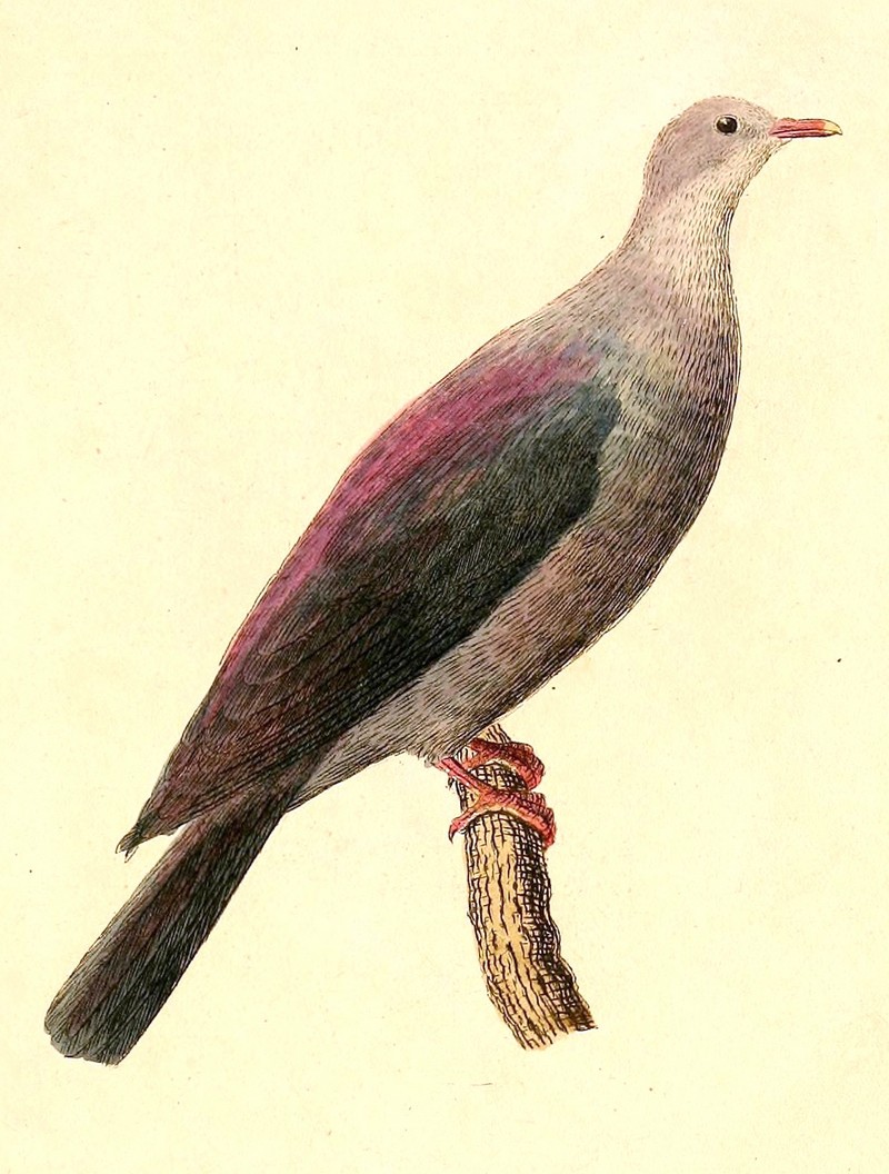 Bonin wood pigeon (Columba versicolor); DISPLAY FULL IMAGE.