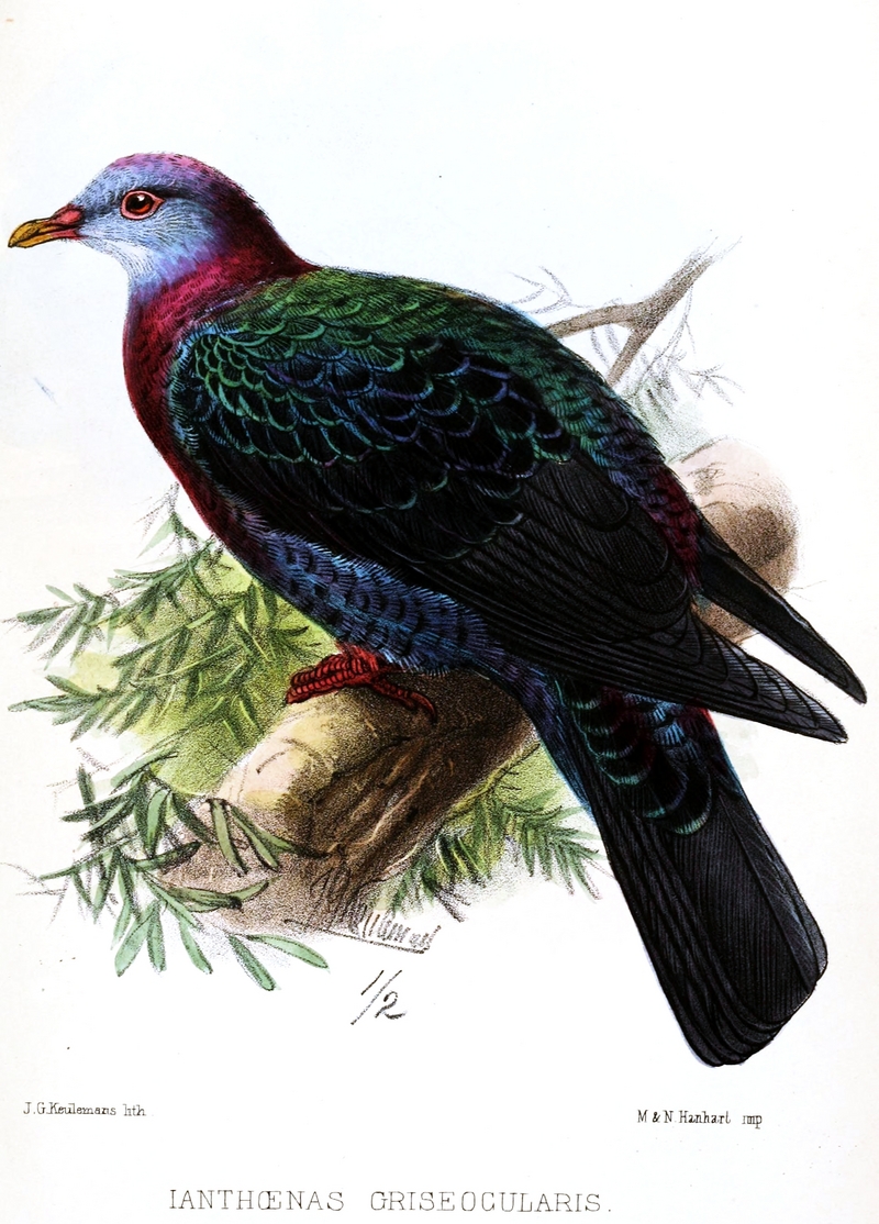 metallic pigeon, white-throated pigeon (Columba vitiensis); DISPLAY FULL IMAGE.