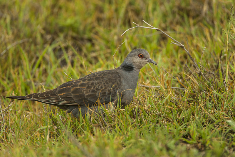 dusky turtle dove (Streptopelia lugens); DISPLAY FULL IMAGE.