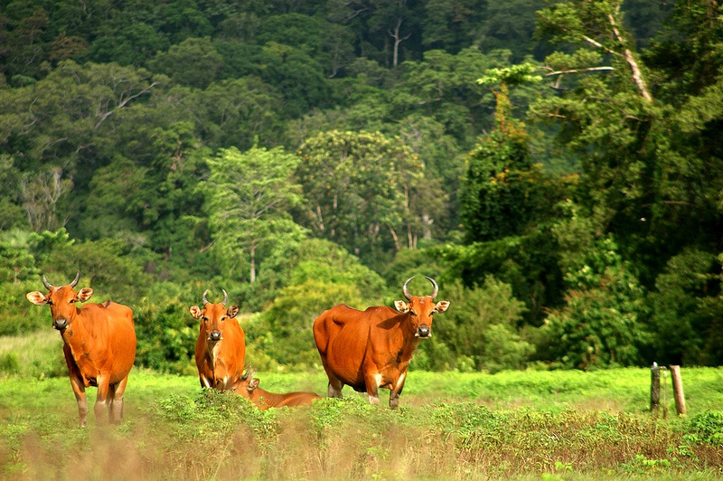 banteng, tembadau (Bos javanicus); DISPLAY FULL IMAGE.