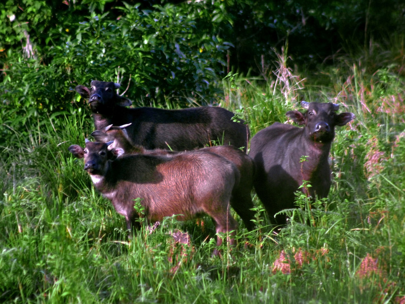 tamaraw, Mindoro dwarf buffalo (Bubalus mindorensis); DISPLAY FULL IMAGE.