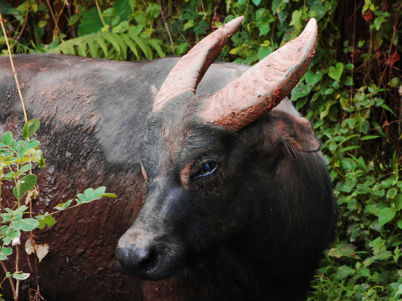 tamaraw, Mindoro dwarf buffalo (Bubalus mindorensis); DISPLAY FULL IMAGE.
