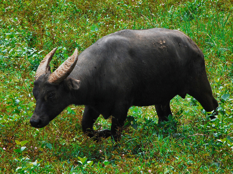 tamaraw, Mindoro dwarf buffalo (Bubalus mindorensis); DISPLAY FULL IMAGE.