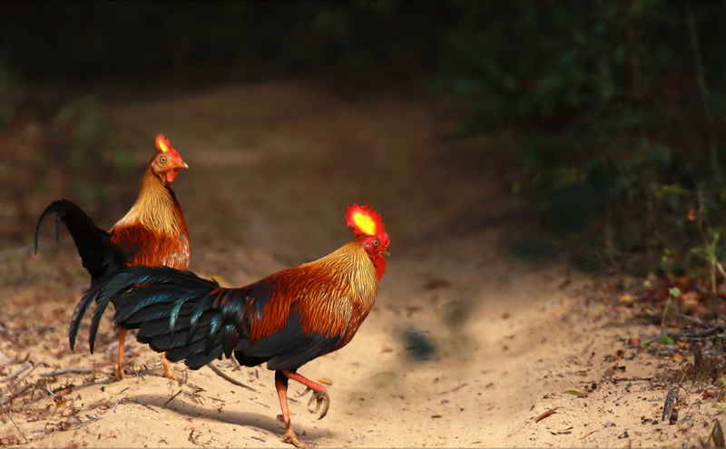 Sri Lankan junglefowl, Ceylon junglefowl (Gallus lafayettii); DISPLAY FULL IMAGE.