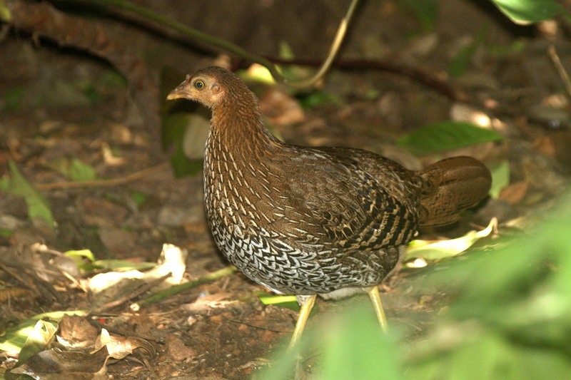 Sri Lankan junglefowl, Ceylon junglefowl (Gallus lafayettii); DISPLAY FULL IMAGE.