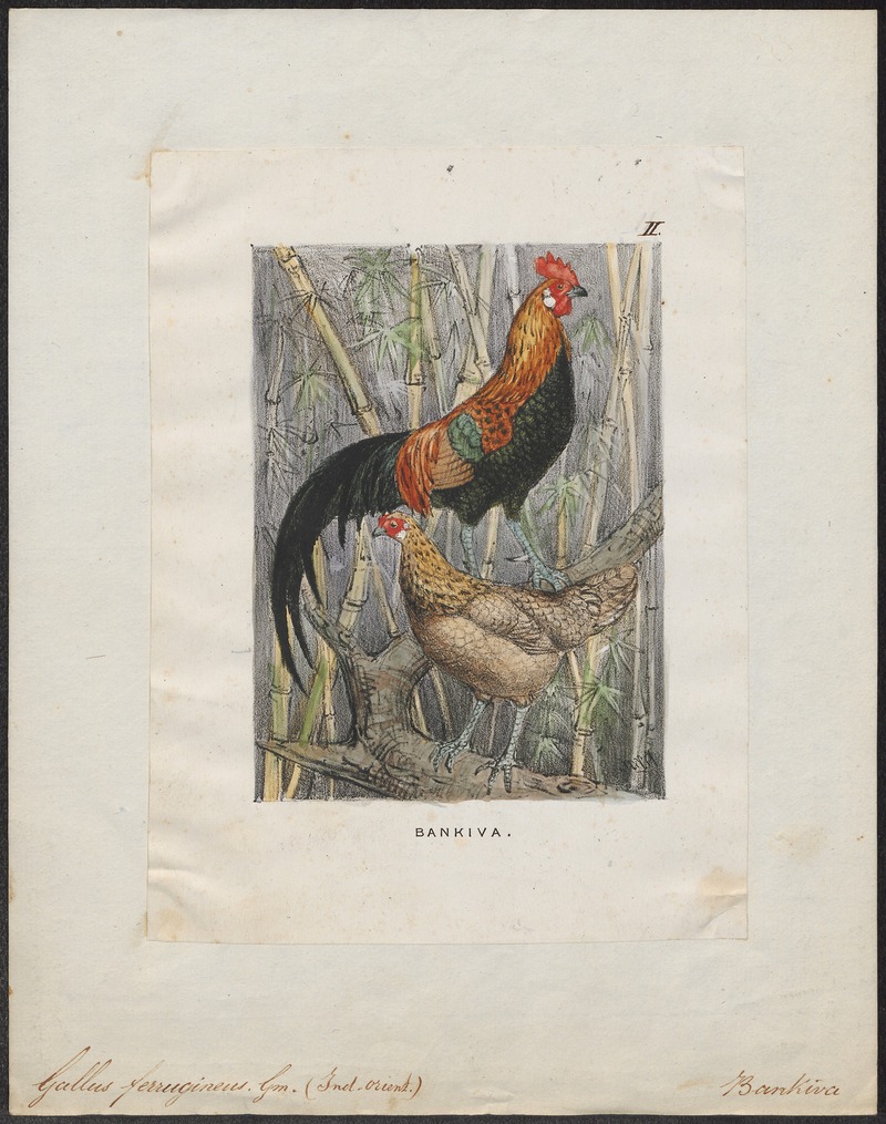 red junglefowl (Gallus gallus); DISPLAY FULL IMAGE.