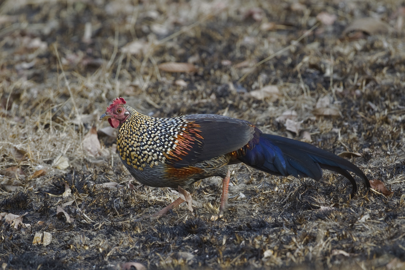 grey junglefowl (Gallus sonneratii); DISPLAY FULL IMAGE.