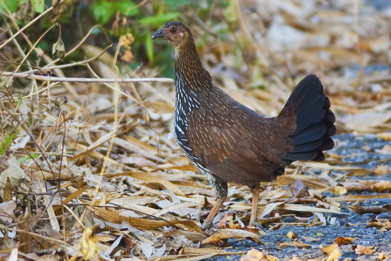 grey junglefowl (Gallus sonneratii); DISPLAY FULL IMAGE.