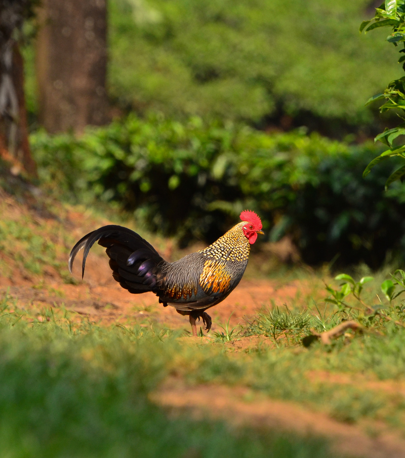 grey junglefowl (Gallus sonneratii); DISPLAY FULL IMAGE.