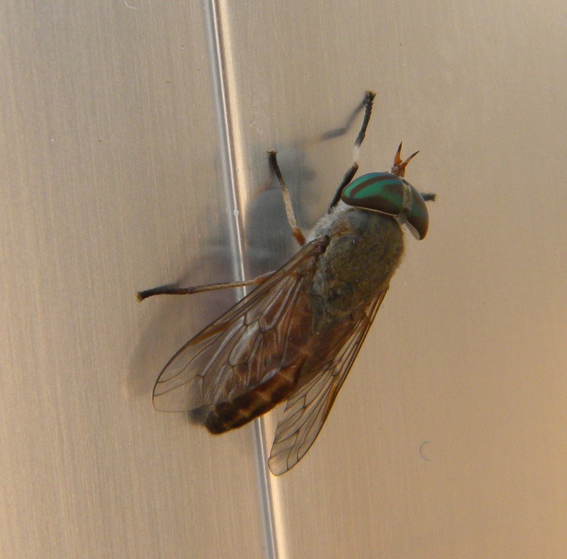 Tabanus nigrovittatus, greenhead horse fly; DISPLAY FULL IMAGE.