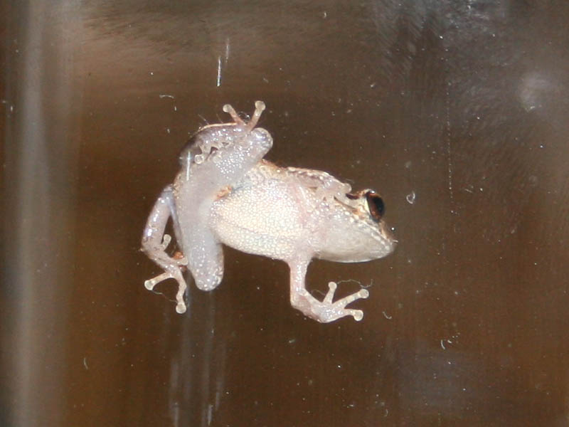 Eleutherodactylus coqui, common coqui; DISPLAY FULL IMAGE.