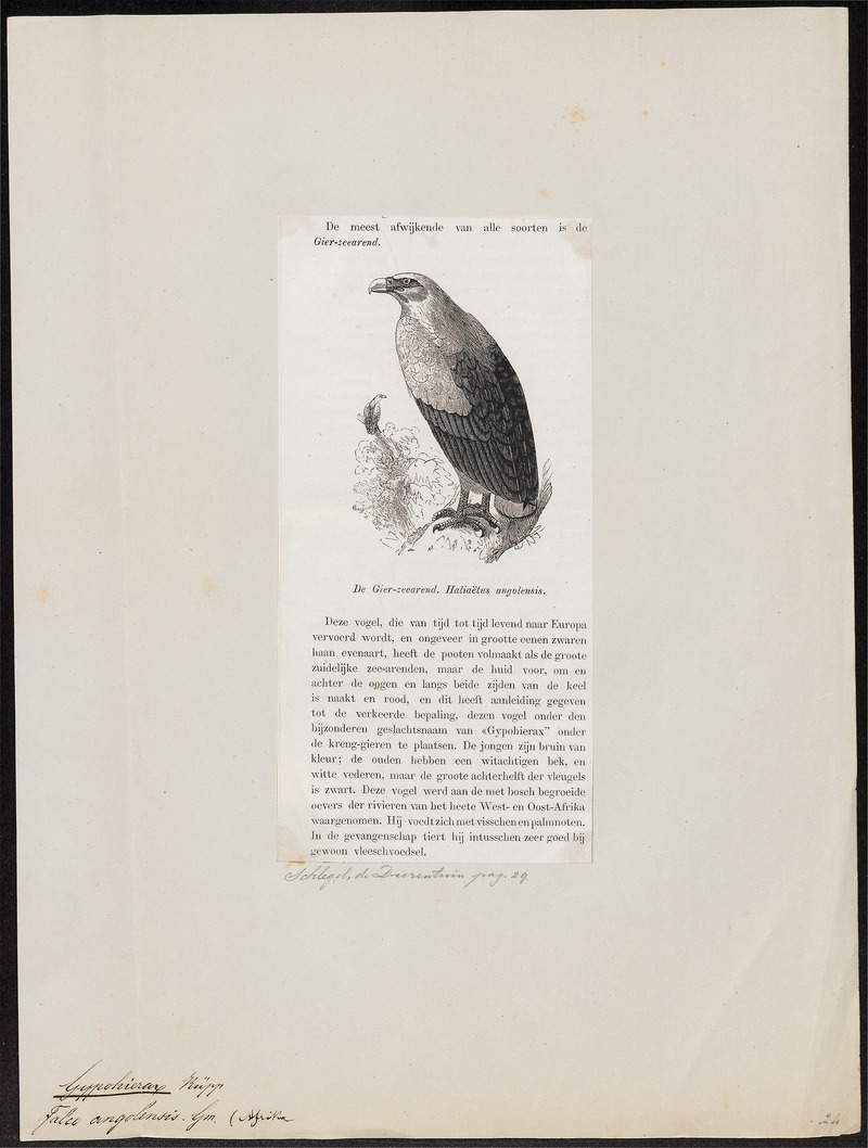 palm-nut vulture (Gypohierax angolensis); DISPLAY FULL IMAGE.
