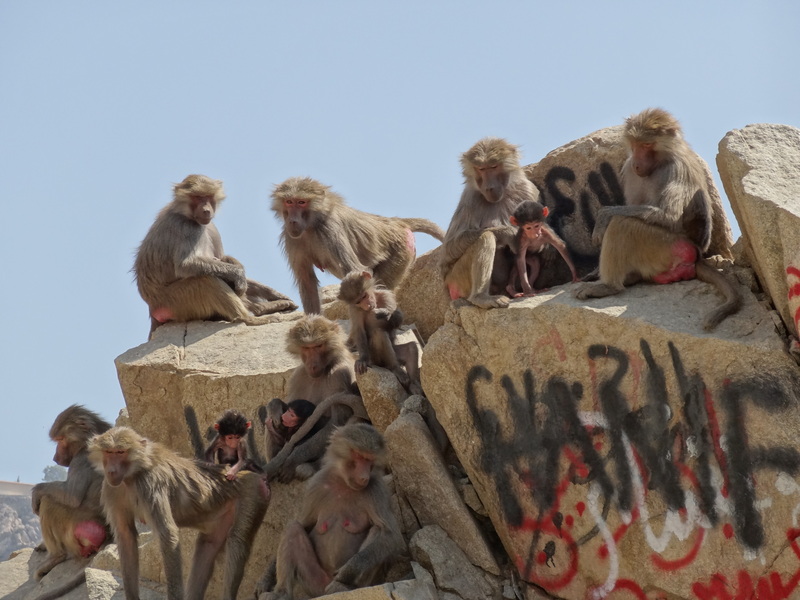 hamadryas baboon (Papio hamadryas); DISPLAY FULL IMAGE.