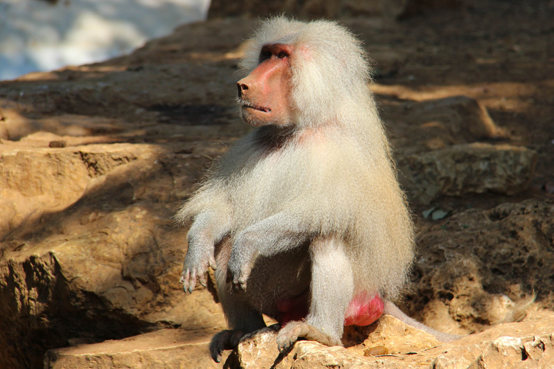 hamadryas baboon (Papio hamadryas); DISPLAY FULL IMAGE.