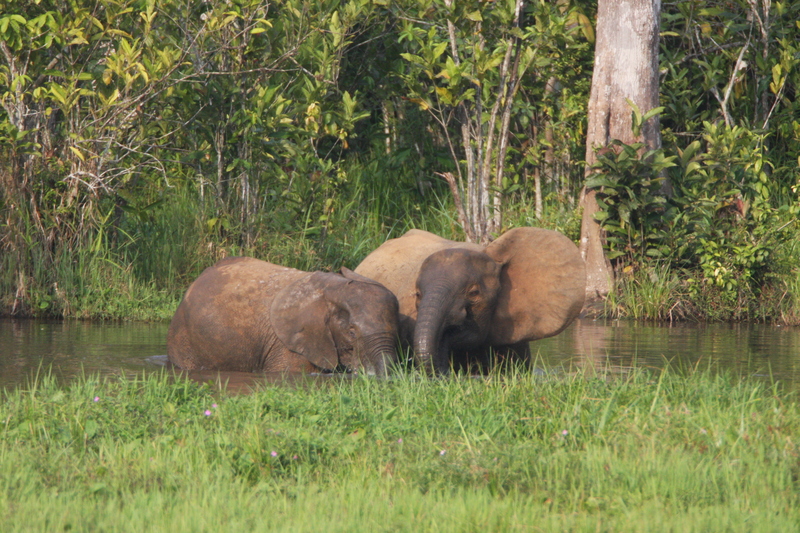 African forest elephant (Loxodonta cyclotis); DISPLAY FULL IMAGE.
