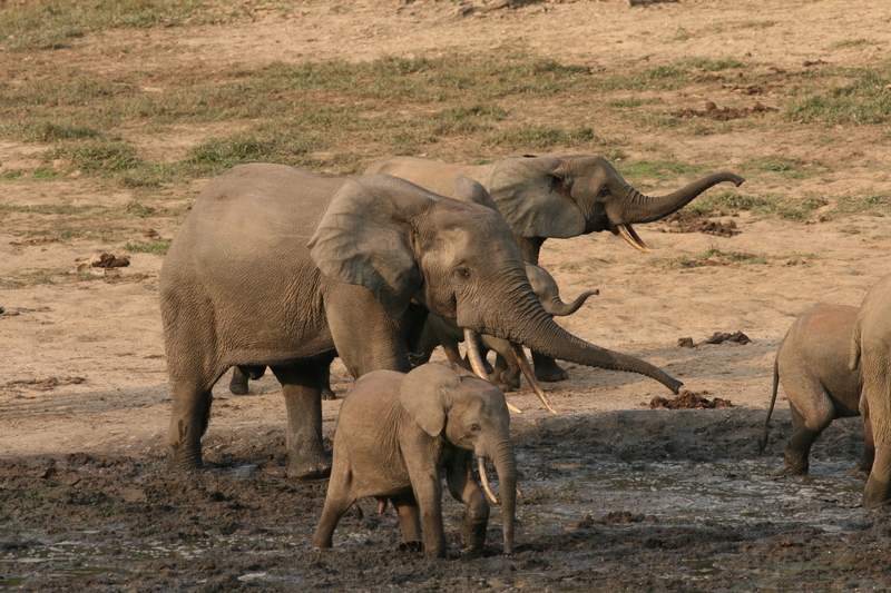 African forest elephant (Loxodonta cyclotis); DISPLAY FULL IMAGE.