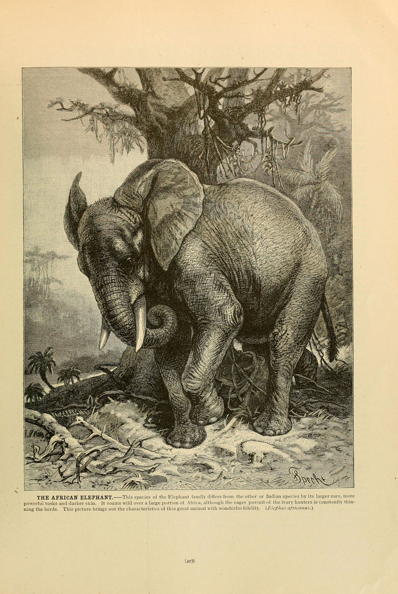 African bush elephant (Loxodonta africana); DISPLAY FULL IMAGE.