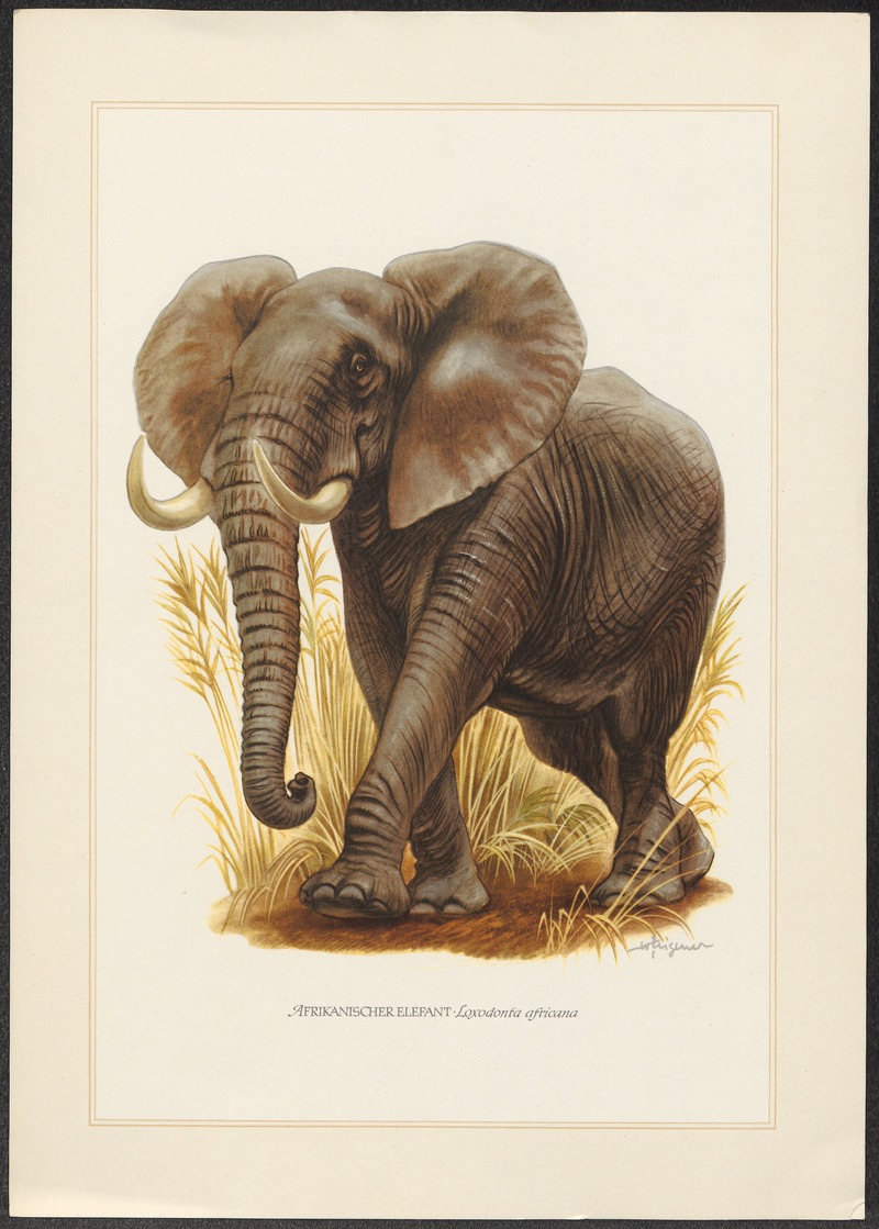 African bush elephant (Loxodonta africana); DISPLAY FULL IMAGE.