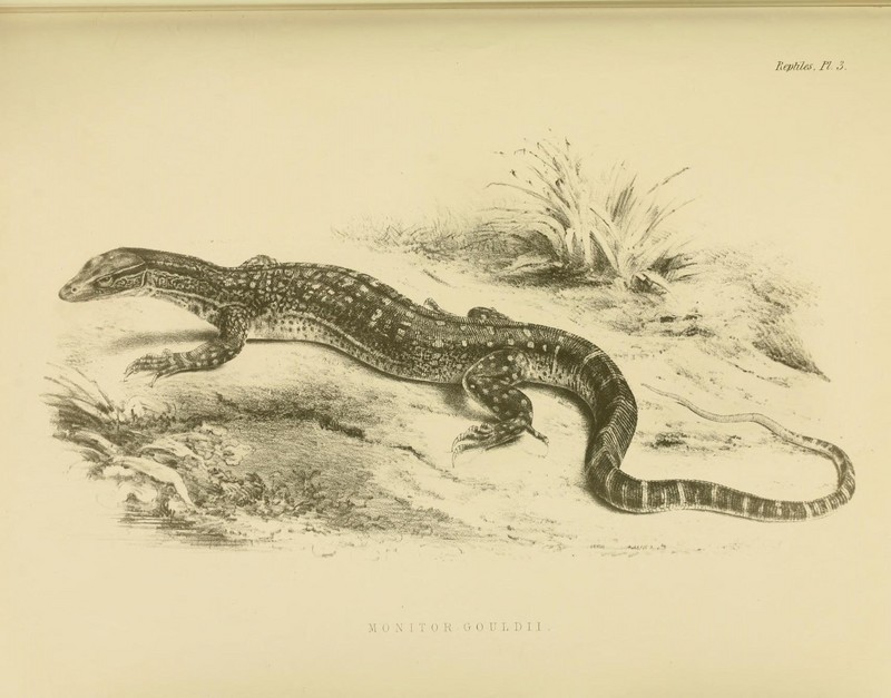 Gould's monitor, sand goanna (Varanus gouldii); DISPLAY FULL IMAGE.