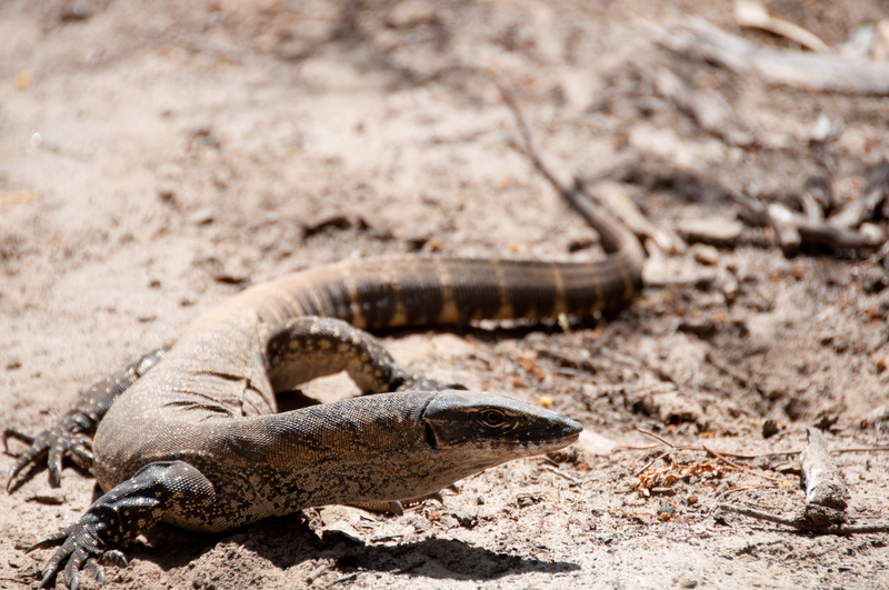 Rosenberg's monitor, southern heath monitor (Varanus rosenbergi); DISPLAY FULL IMAGE.
