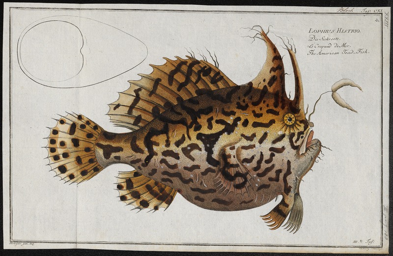 Histrio histrio, Sargassumfish; DISPLAY FULL IMAGE.