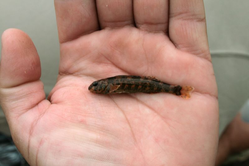 Etheostoma histrio, Harlequin darter; DISPLAY FULL IMAGE.