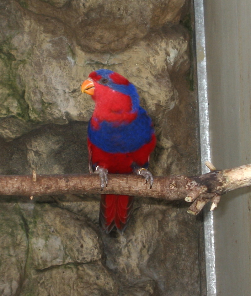 red-and-blue lory (Eos histrio); DISPLAY FULL IMAGE.