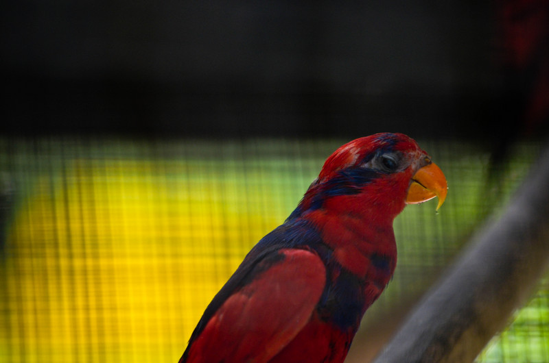 red-and-blue lory (Eos histrio); DISPLAY FULL IMAGE.