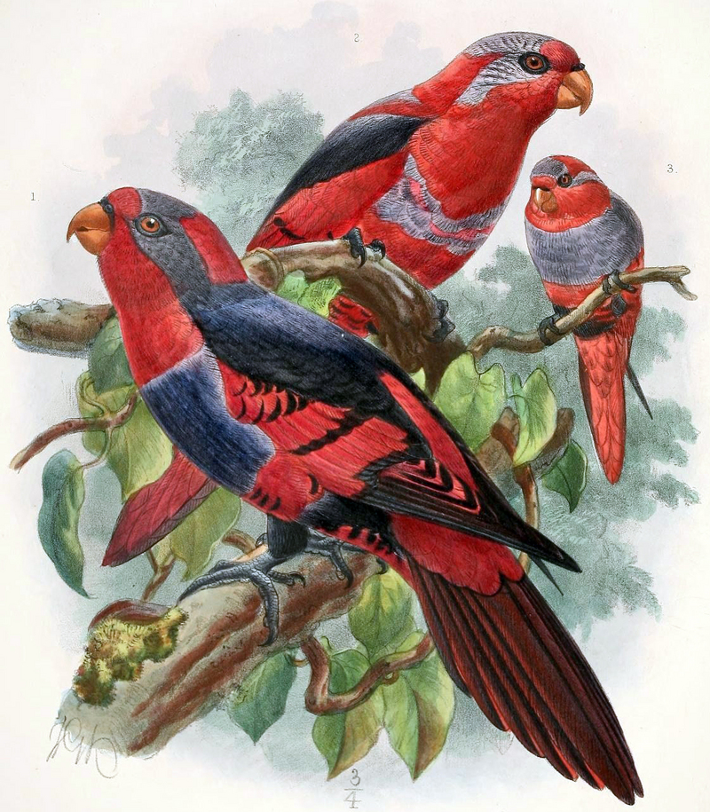 red-and-blue lory (Eos histrio); DISPLAY FULL IMAGE.