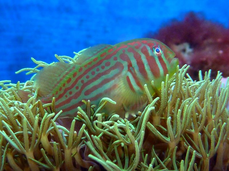 Gobiodon histrio, Broad-barred goby; DISPLAY FULL IMAGE.