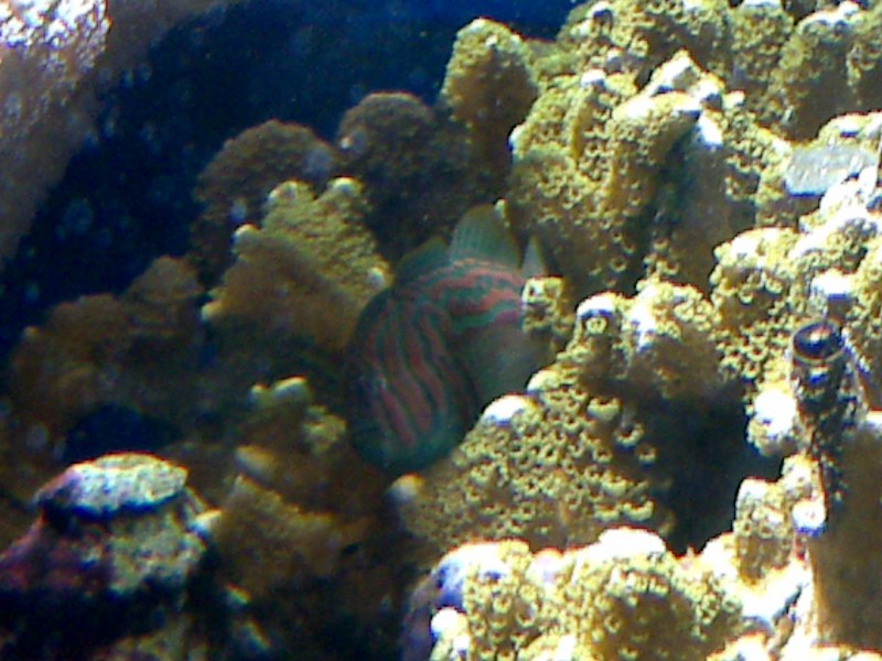 Gobiodon histrio, Broad-barred goby; DISPLAY FULL IMAGE.