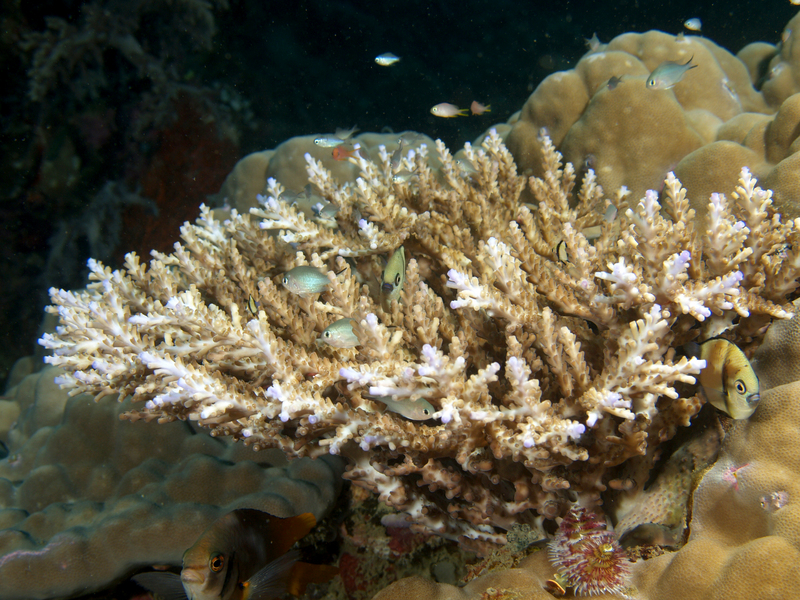 Acropora nasuta (staghorn coral); DISPLAY FULL IMAGE.