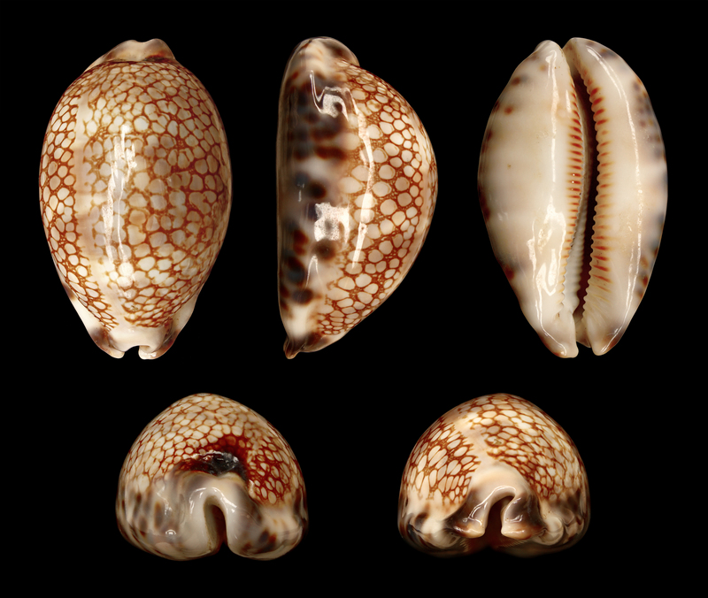 Mauritia histrio (harlequin cowry, stage cowry); DISPLAY FULL IMAGE.