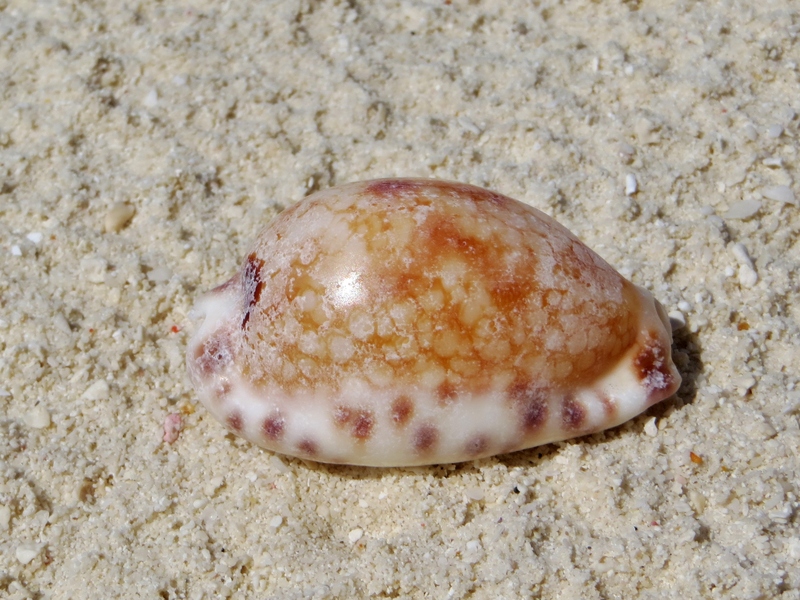 Mauritia histrio (harlequin cowry, stage cowry); DISPLAY FULL IMAGE.