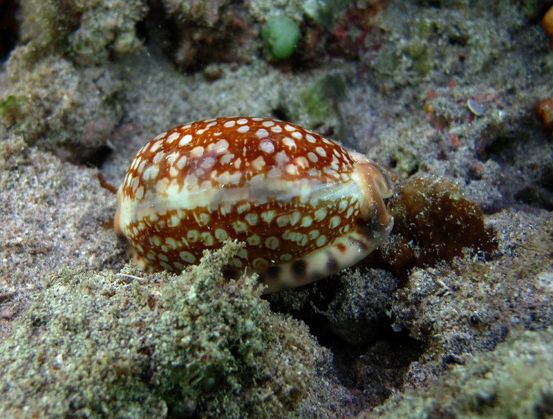 Mauritia histrio (harlequin cowry, stage cowry); DISPLAY FULL IMAGE.